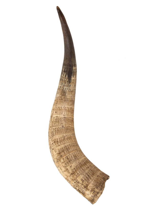 Engraved Cattle Horn