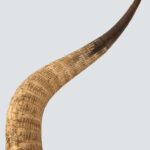 Zulu Engraved Cattle Horn